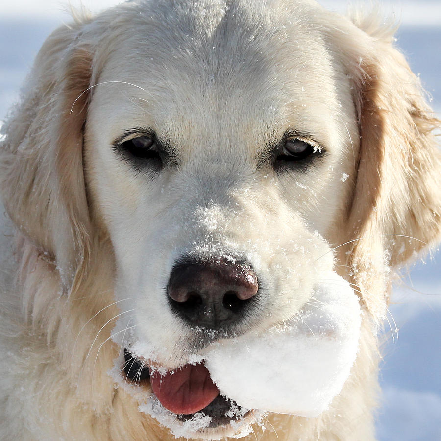 snow teddy puppy