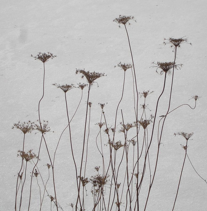 Snow Queens Photograph by Catherine Arcolio