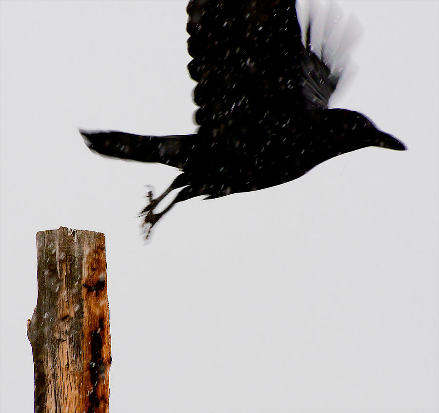 Snow Raven Blurr Photograph by Britt Runyon
