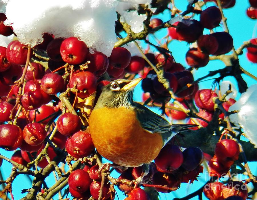 Snow Robin and Crabapples Photograph by Judy Via-Wolff