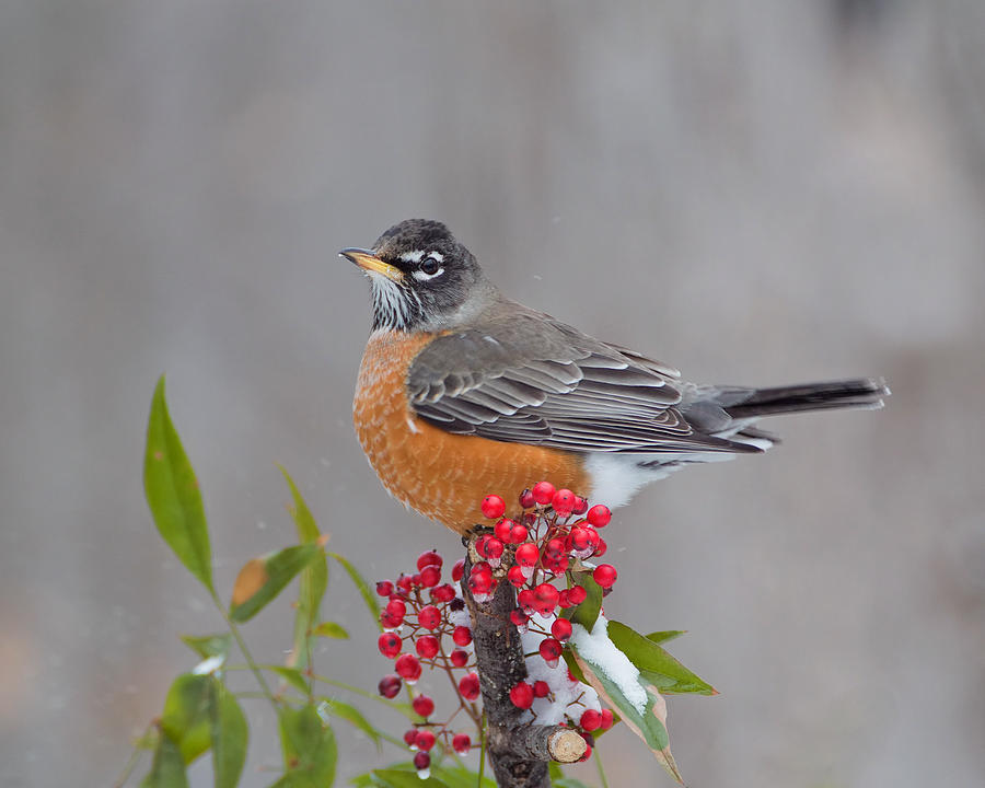Snow Robin with berries Photograph by Jack Nevitt