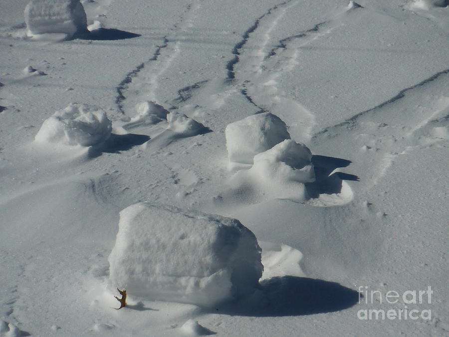 Snow Rollers 1 Photograph by Paddy Shaffer
