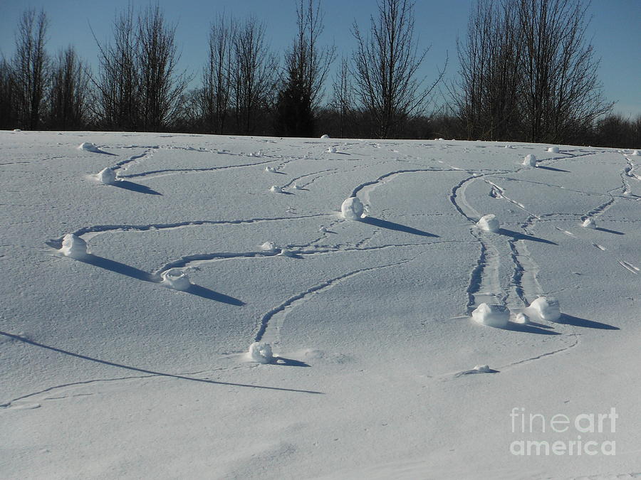 Snow Rollers 16 Photograph by Paddy Shaffer