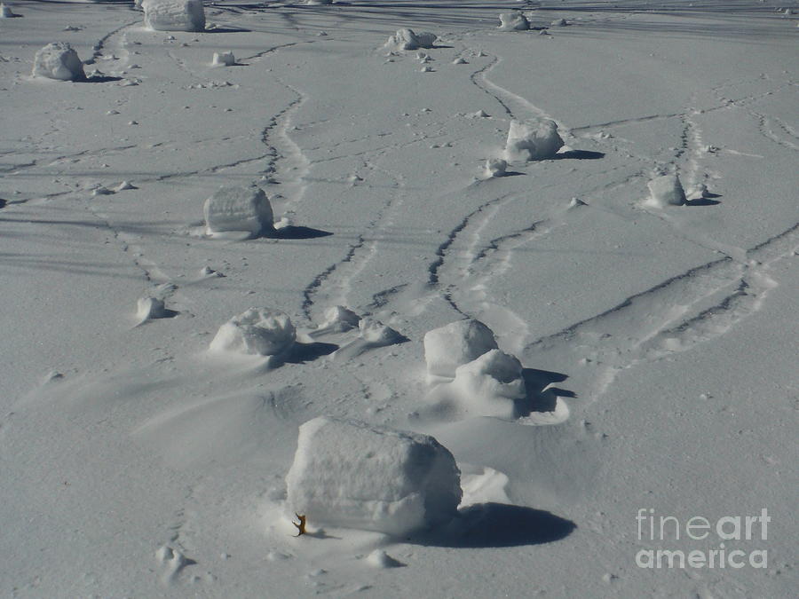 Snow Rollers 3 Photograph by Paddy Shaffer