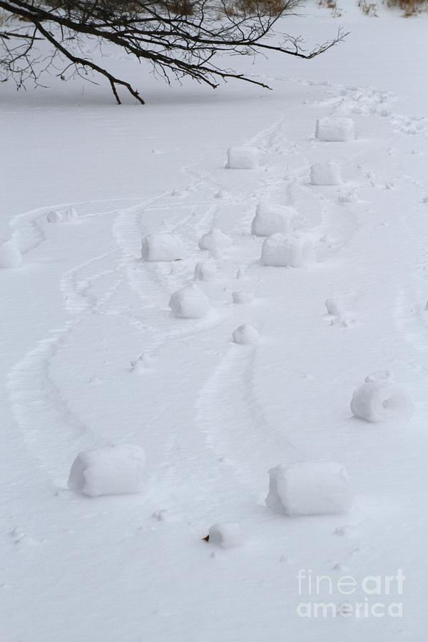 Snow Rollers Photograph by Rick Rauzi
