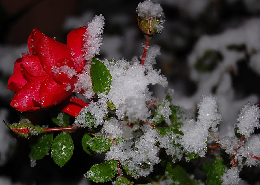 Snow Rose Photograph by Mim White