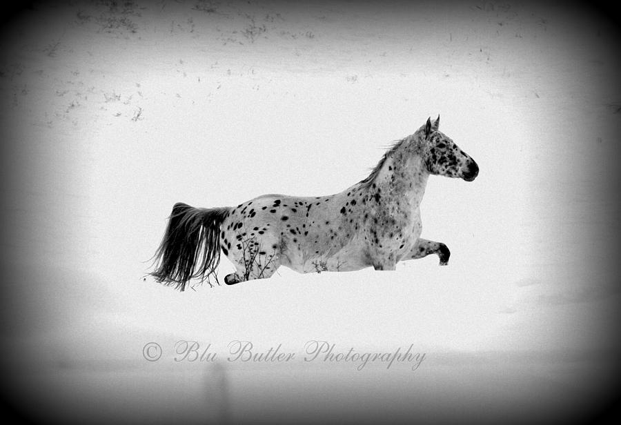 Animal Photograph - Snow Run by Ann Butler