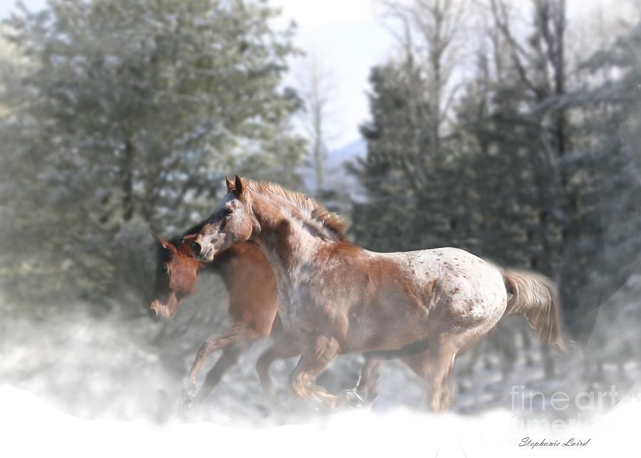 Snow Run Photograph by Stephanie Laird