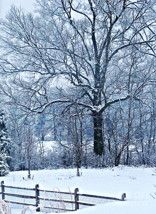 Winter Photograph - Snow by Sarah Loft
