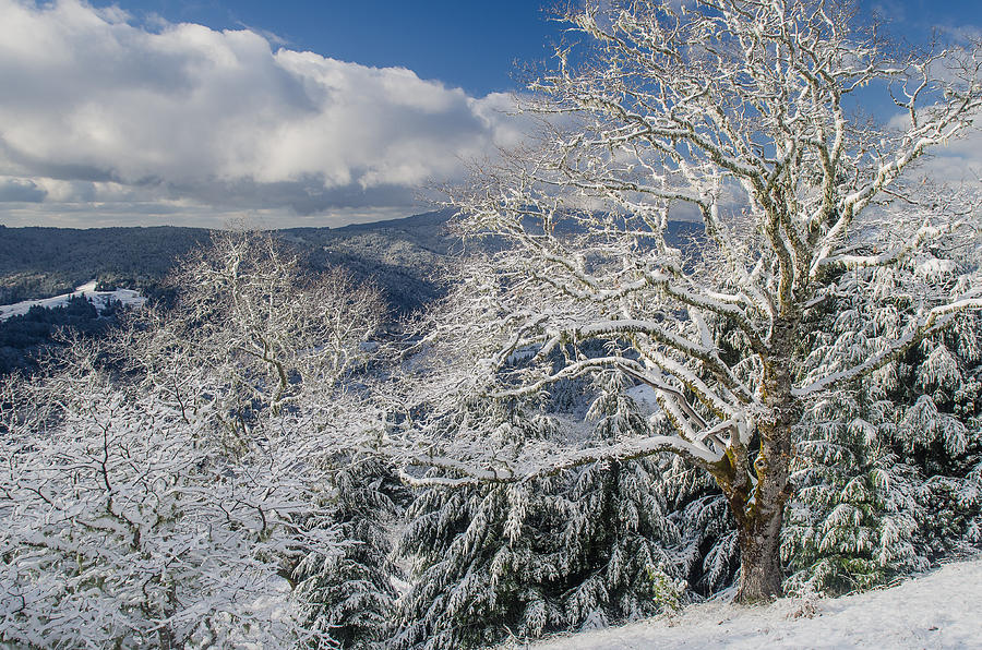 Snow Scene at Berry Summit Photograph by Greg Nyquist