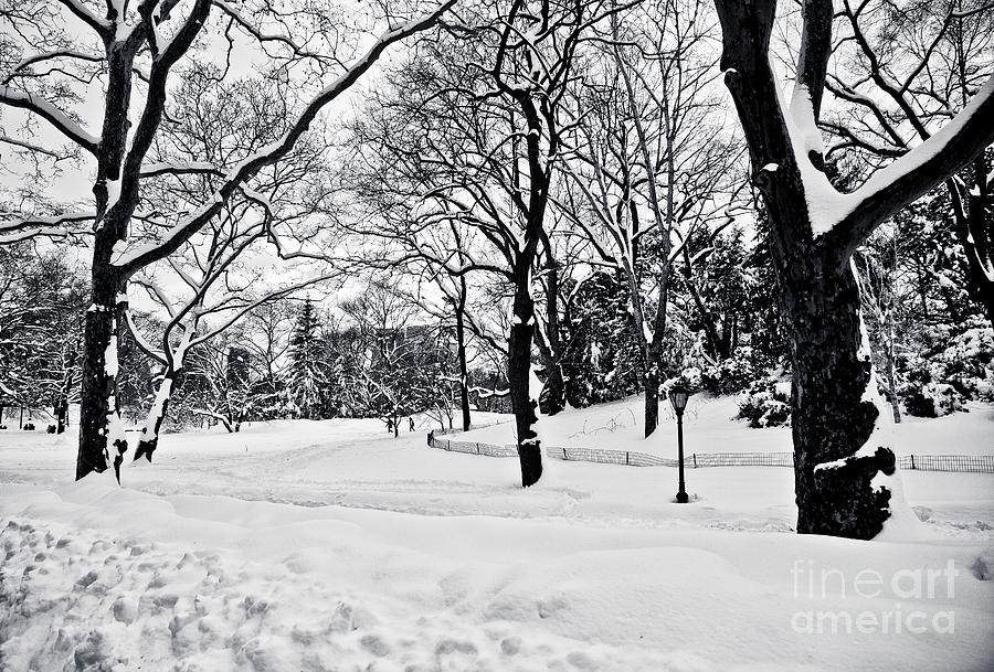 Snow Scene  Photograph by Madeline Ellis