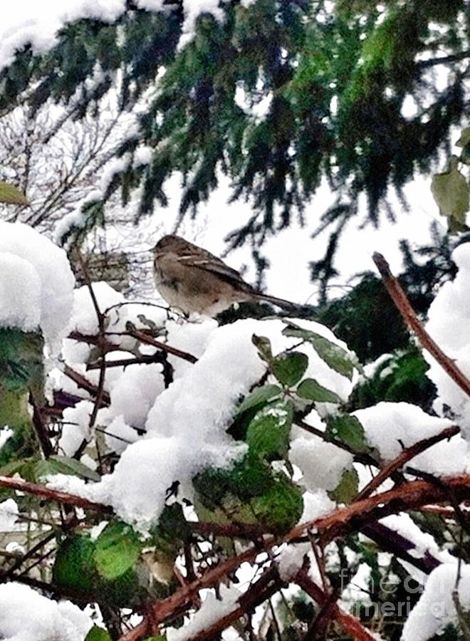 Snow Scene of Little Bird Perched Photograph by Susan Garren