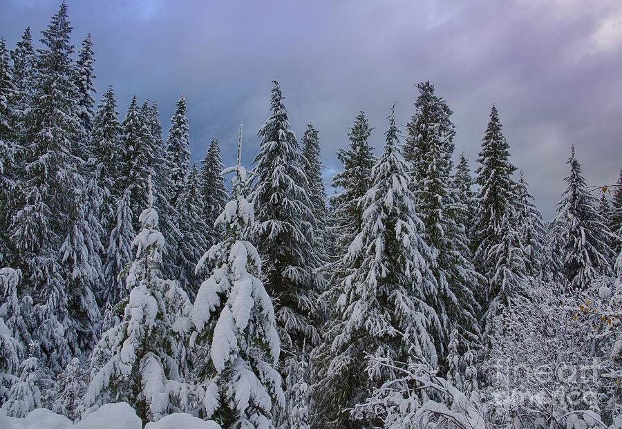 Snow Sentinels Photograph by Idaho Scenic Images Linda Lantzy