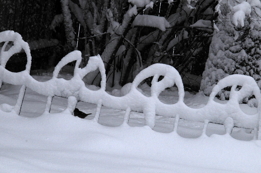 Snow Sentinels Photograph by Wanda Brandon