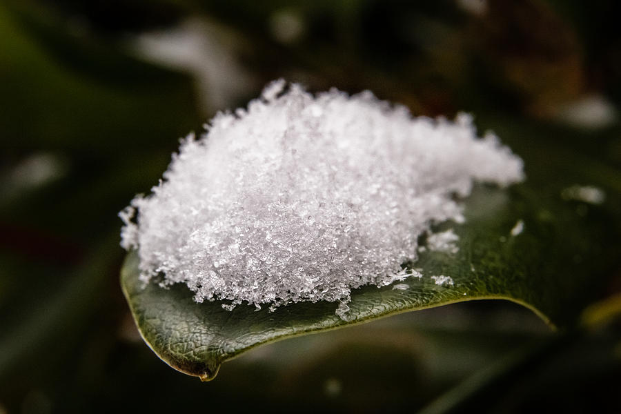 Snow served on a leaf Photograph by SAURAVphoto Online Store