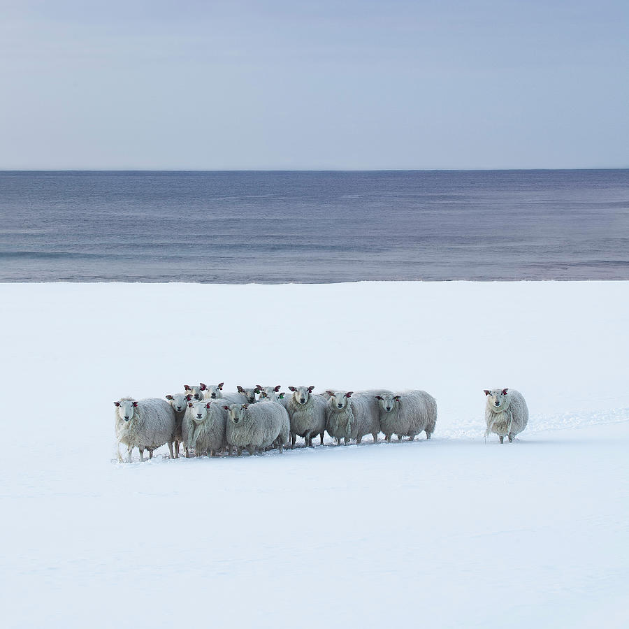 Snow Sheep Photograph by Getty Images