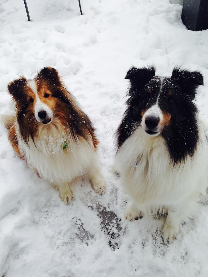 Snow Shelties Photograph by Hayley Holzhacker - Fine Art America