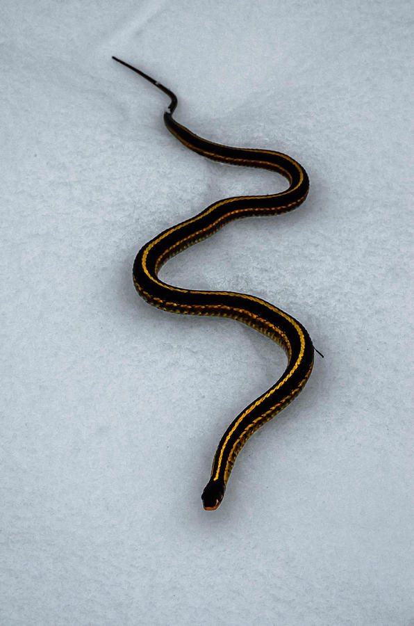 Snow Snake Photograph by Brian Stevens