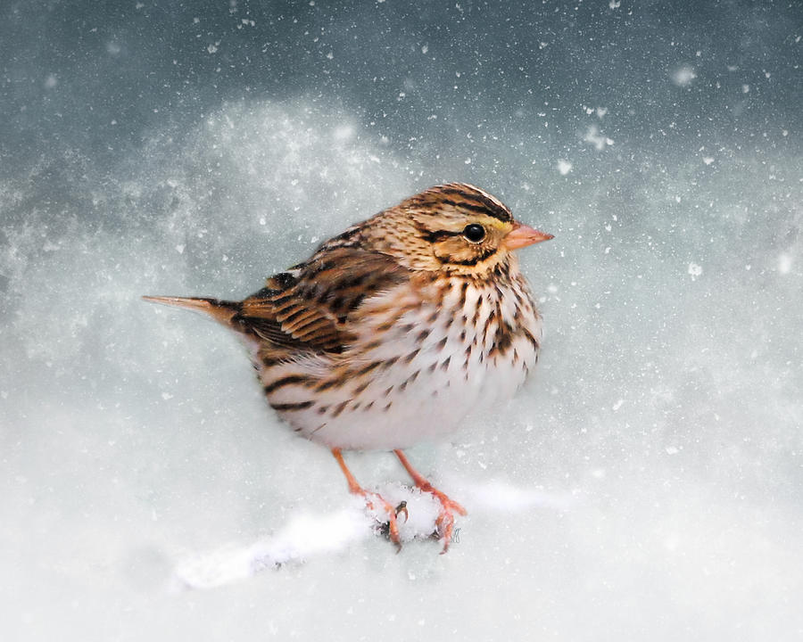 Sperling im Winter Sparrow in Wintertime quadratische Postkarte 