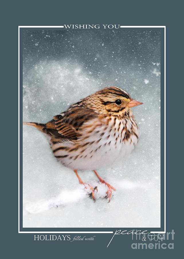 Snow Sparrow Song Bird Christmas Cards Photograph by Jai Johnson
