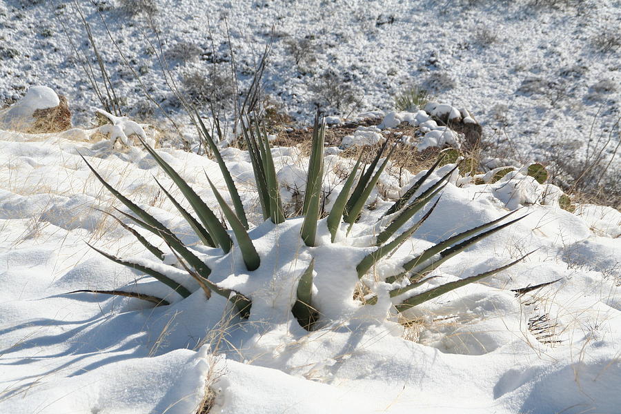 Snow Spines Photograph by David S Reynolds