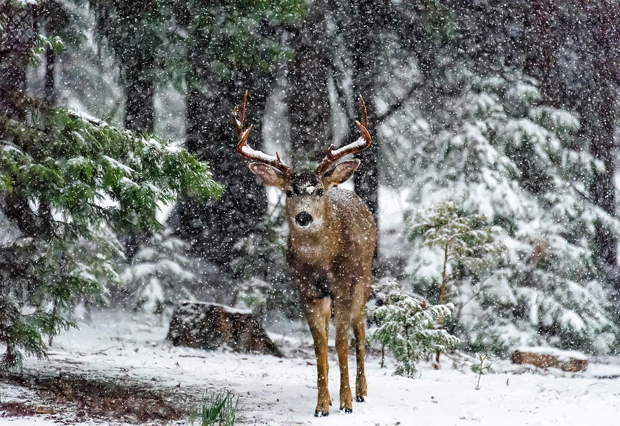 Deer Photograph - Snow Storm And The Buck Deer by Majestic Moments Photography,