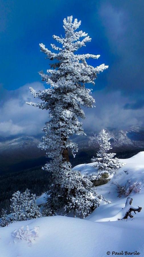 Snow Storm Tree Photograph