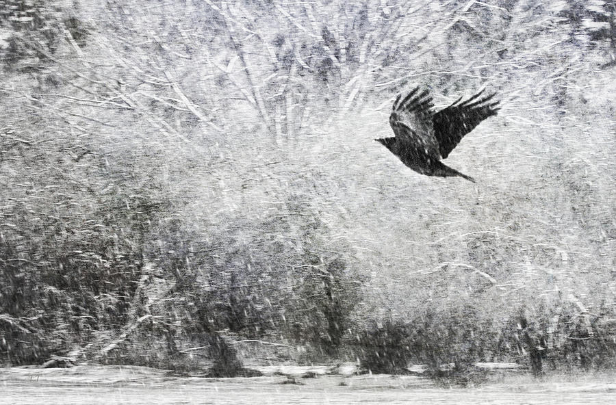 Snow Storm With Crow Photograph by Theresa Tahara