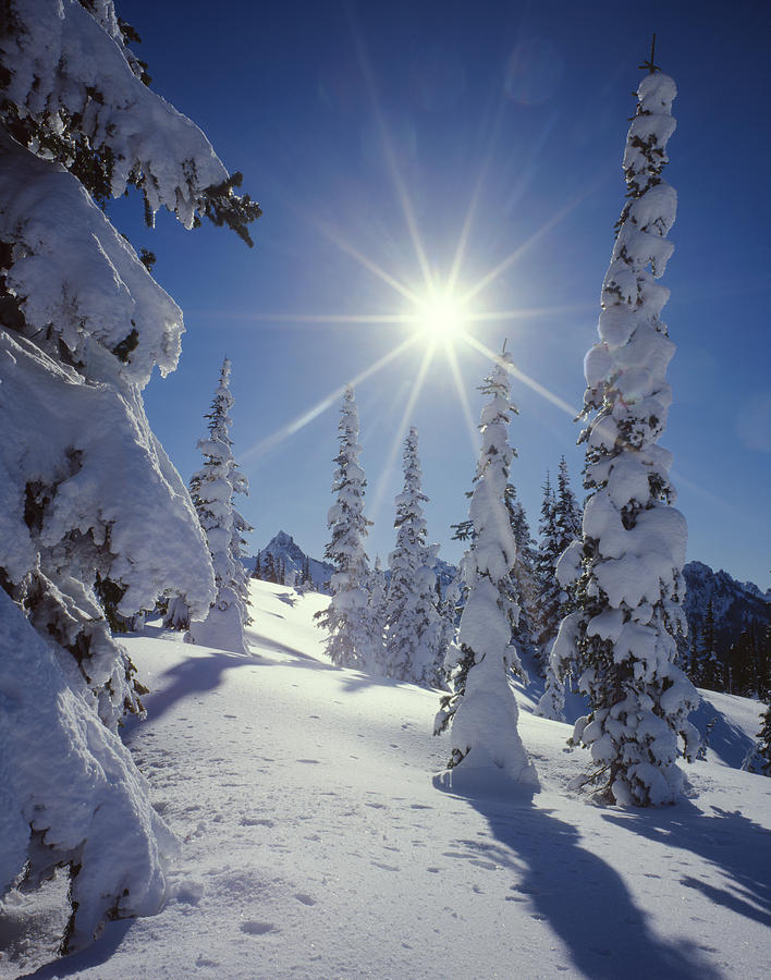 1M4882-Snow Laden Tree Sunburst Photograph by Ed  Cooper Photography