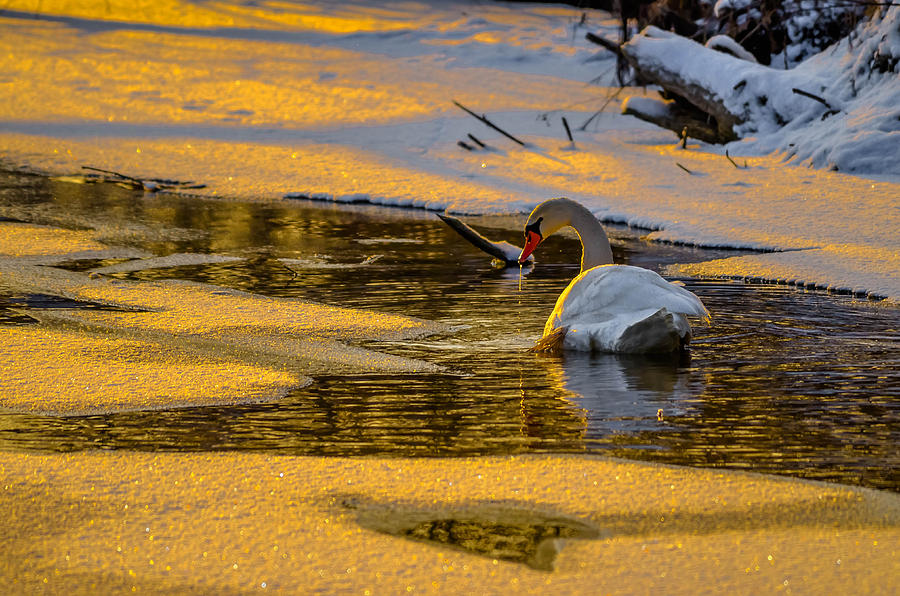 Snow Swan Sunset Photograph by Brian Stevens