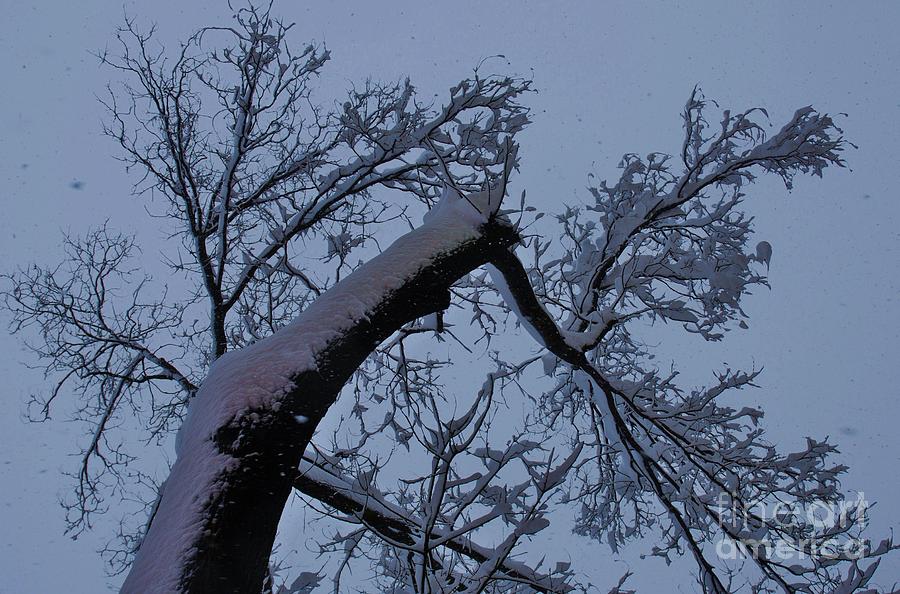 A Snow Covered Tree In Baltimore Photograph by Marcus Dagan