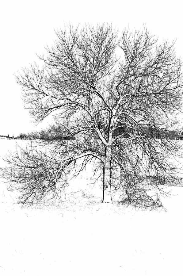 Snow Tree Photograph by Betty Eich