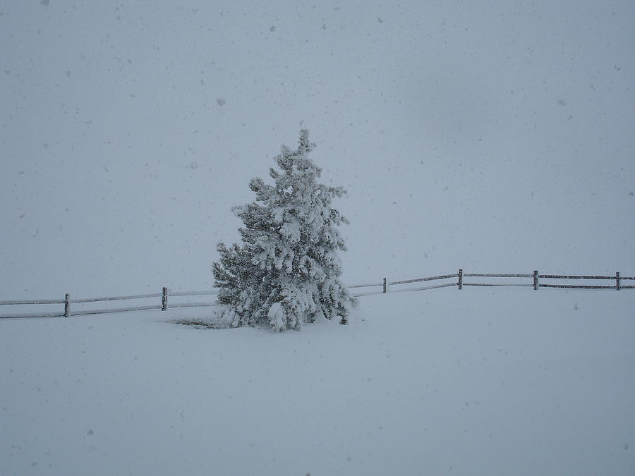 Winter Photograph - Snow Tree by Kim Baker
