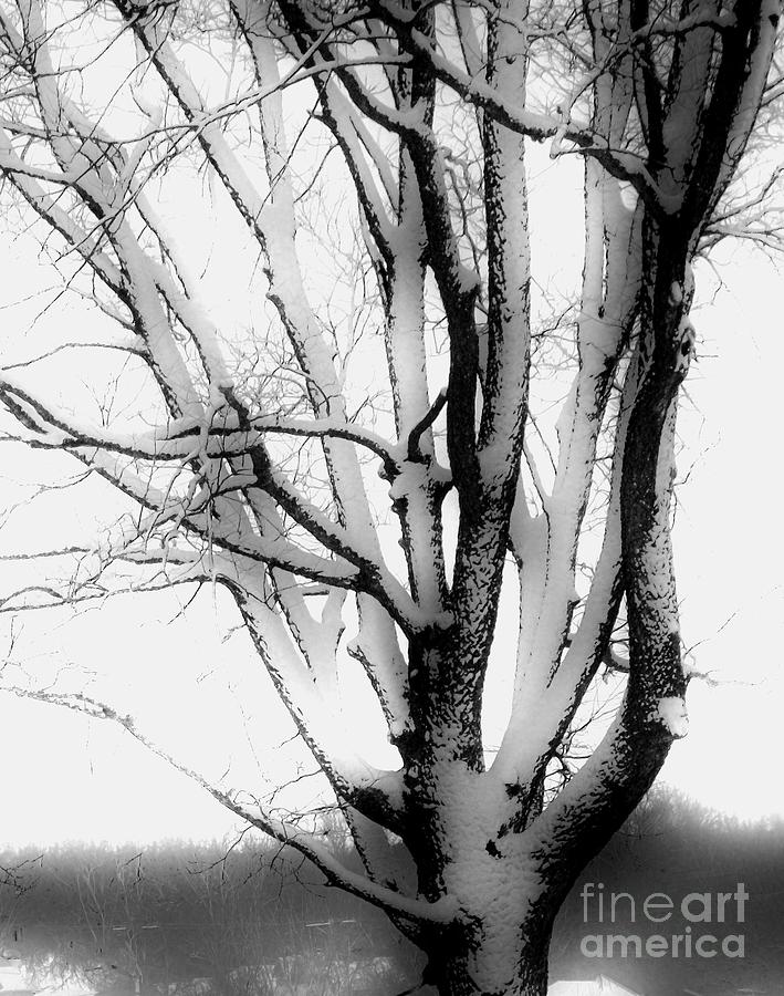 Snow Tree Photograph by Marsha Heiken