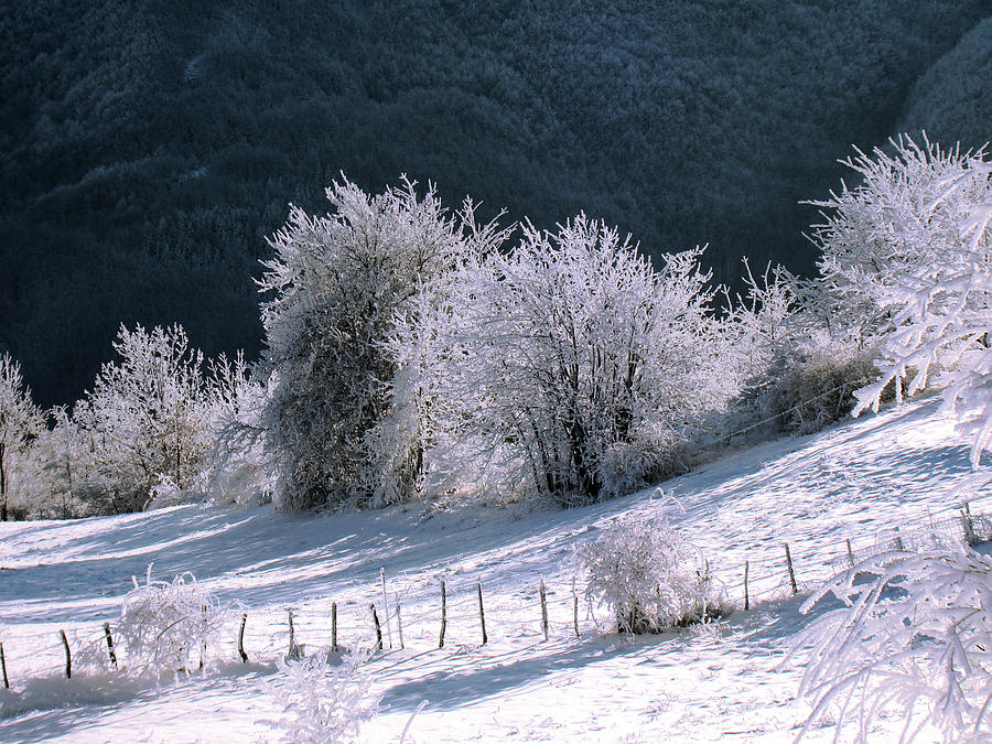 Winter Photograph - snow Trees 01 by Giorgio Darrigo