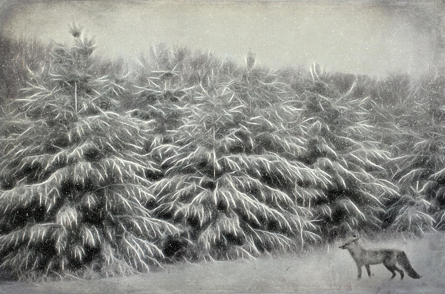 Tree Photograph - Snow Trees and Fox Textured by Clare VanderVeen