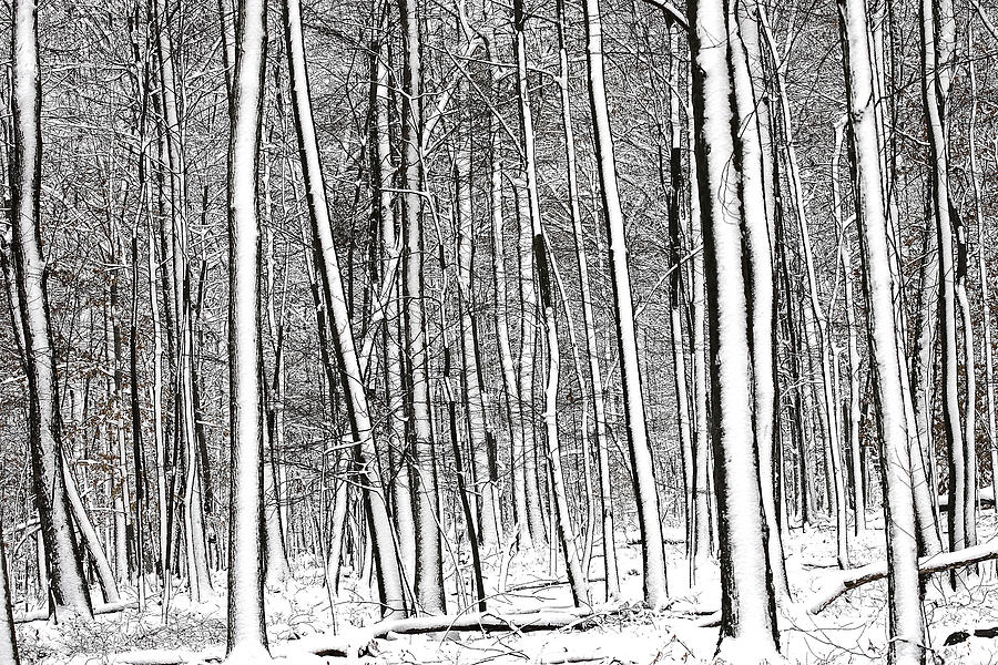 Snow Trees Photograph