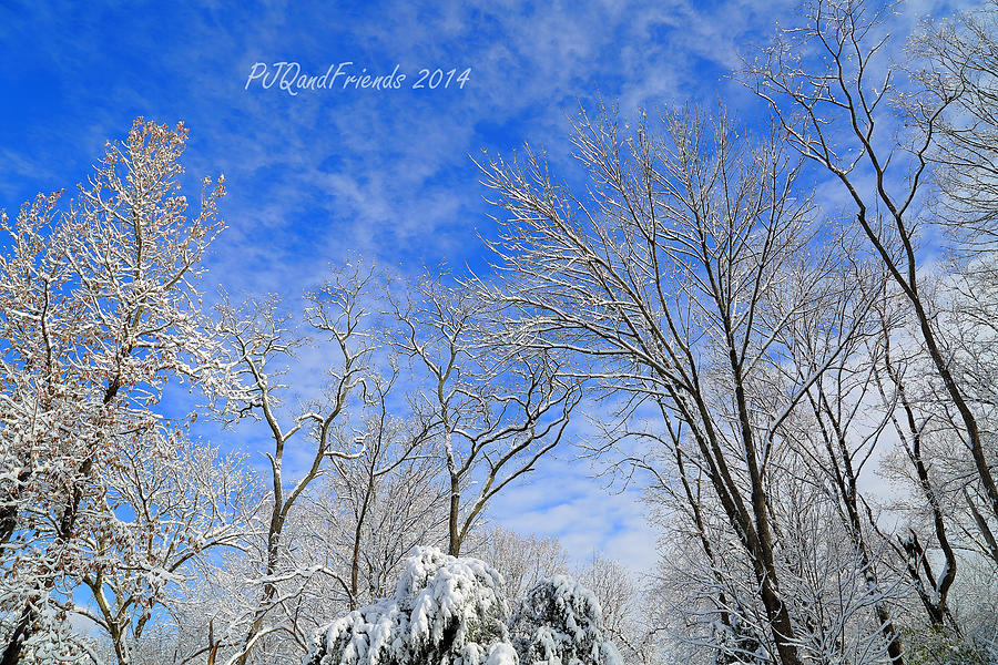 Snow Trees Photograph by PJQandFriends Photography