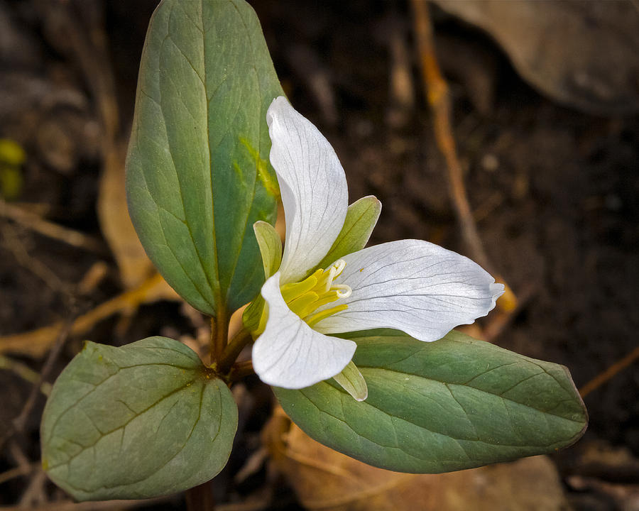 Snow Trillium Photograph by Jack R Perry