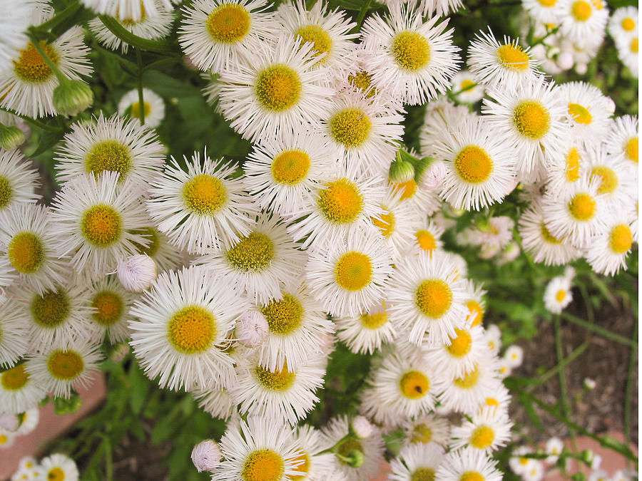 Snow White Asters Photograph by Allan Levin