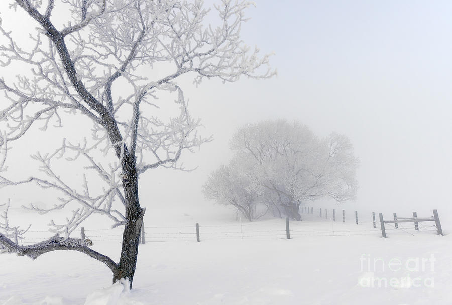 Winter Photograph - Snow White by Dan Jurak