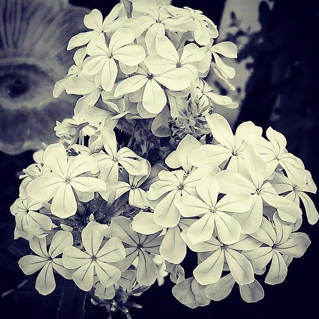 Nature Photograph - Snow White Flowers #nature #flowers by Myrna Fernandez