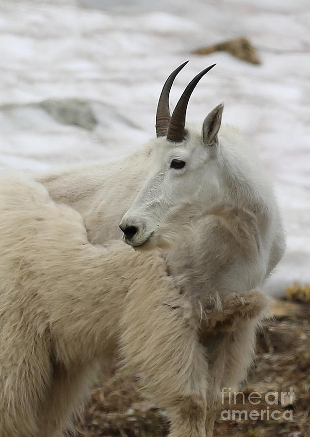 Snow White Mountain Goat Photograph by Carol Groenen