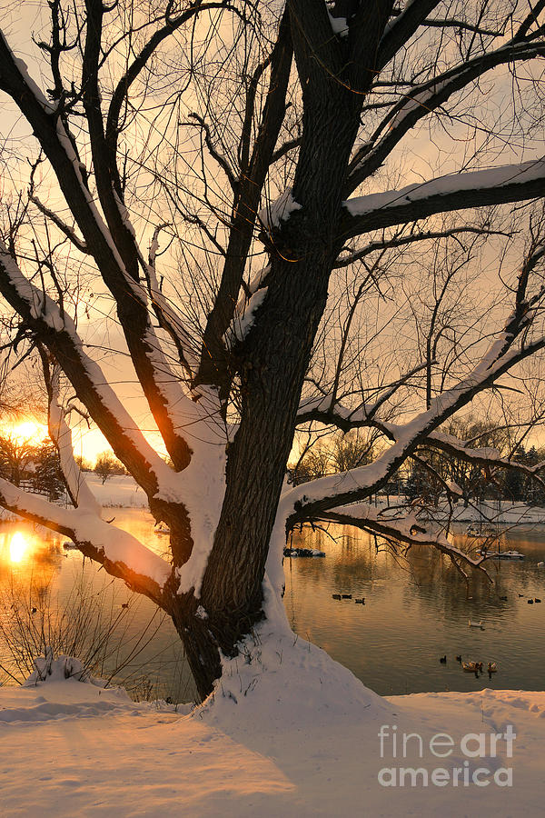 Snow With Golden Rays Photograph