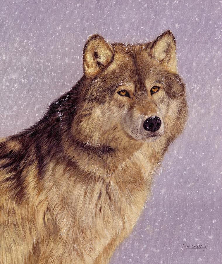 Snow Wolf Painting by David Stribbling