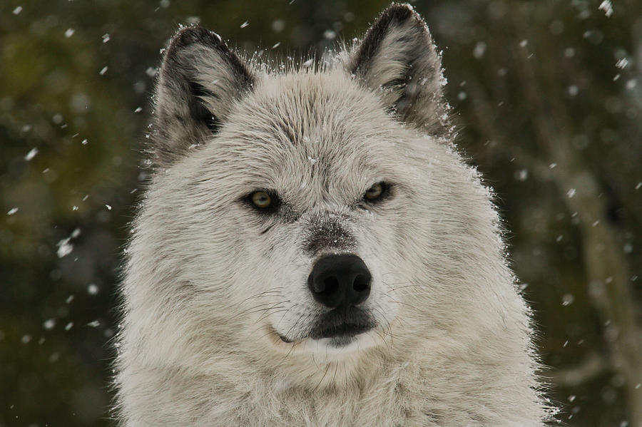 Snow Wolf Photograph by Steve McKinzie