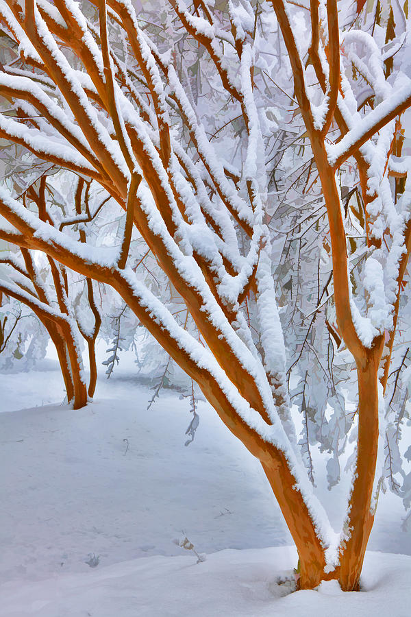 Snow Wonderful Snow - Greensboro North Carolina Painting by Dan Carmichael