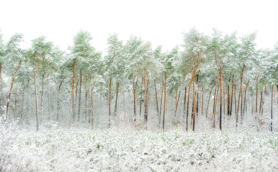Tree Photograph - Snow World by Greetje Van Son