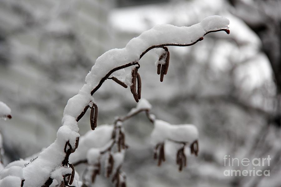 Snow worm  Photograph by Yumi Johnson