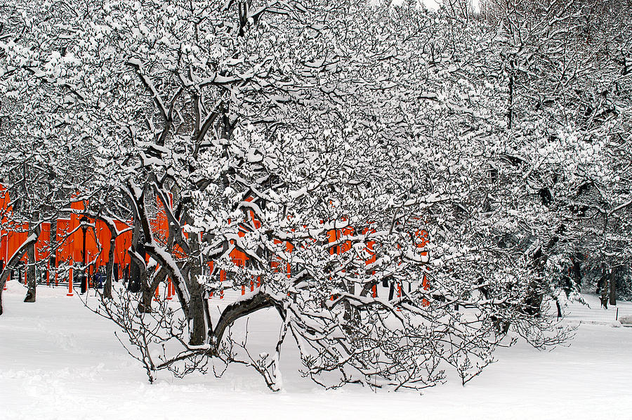 Snow Photograph by Yue Wang